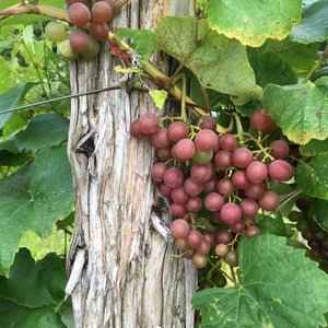 Jefferson grapes, pinkish color, against thick vine trunk