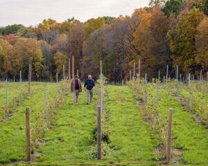 Hybrids growing at Milea Estate Vineyard