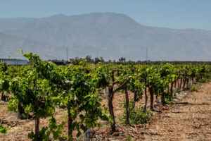 Table grapevines