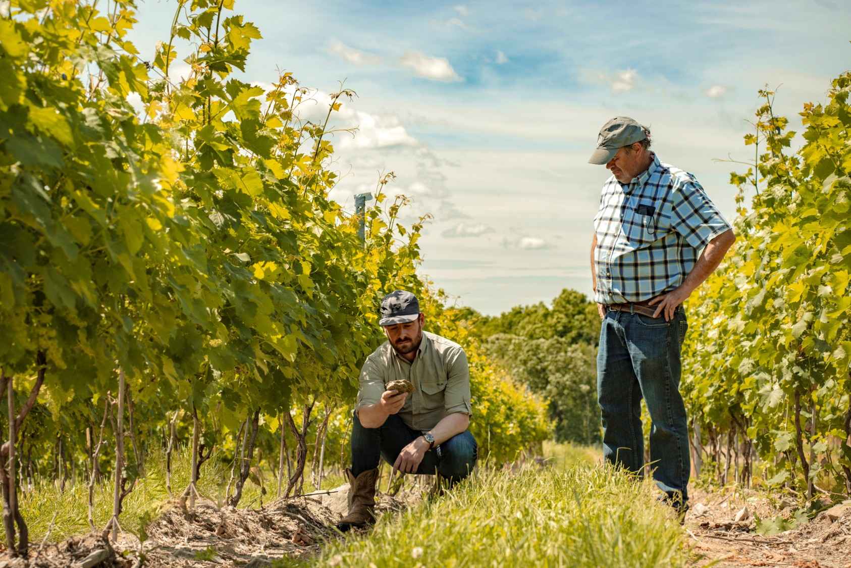 Close-up of Sang's vineyard showcasing Cabernet Franc grapes with Dutchess County terroir