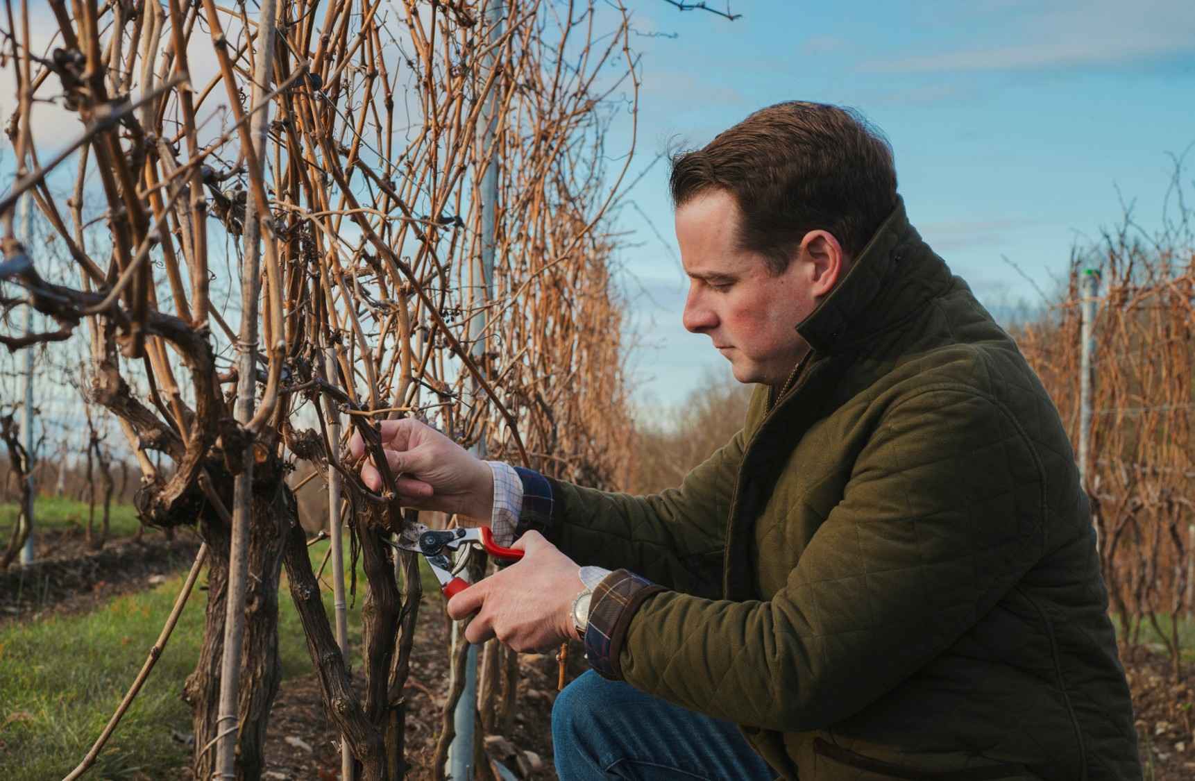 Sustainable farming practices at Milea Estate's vineyard with estate-grown Cabernet Franc vines