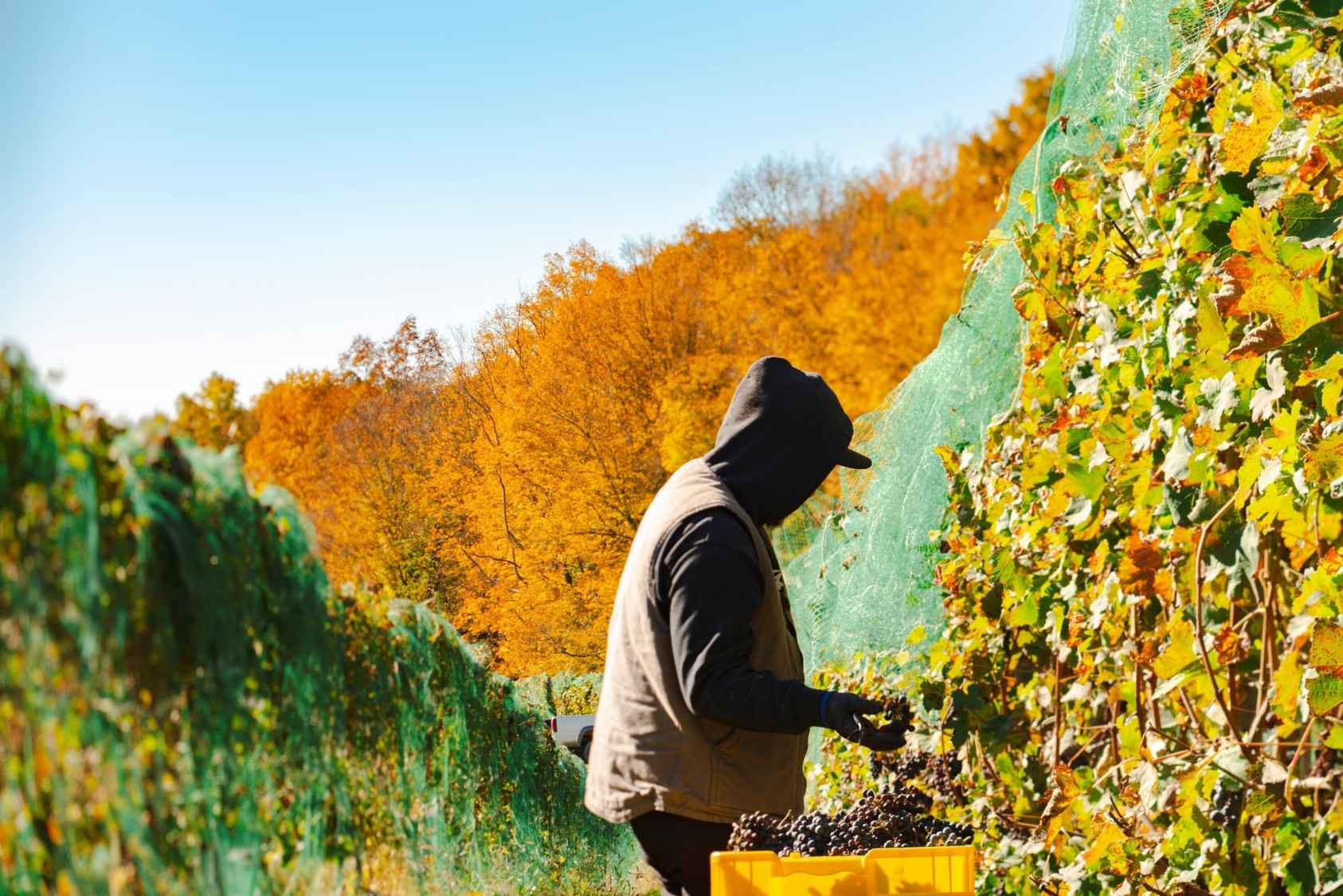 When to Visit NY Wineries 5 Milea Estate Vineyard's skilled vineyard carefully harvests grapes during the fall harvest season at this acclaimed Hudson Valley winery