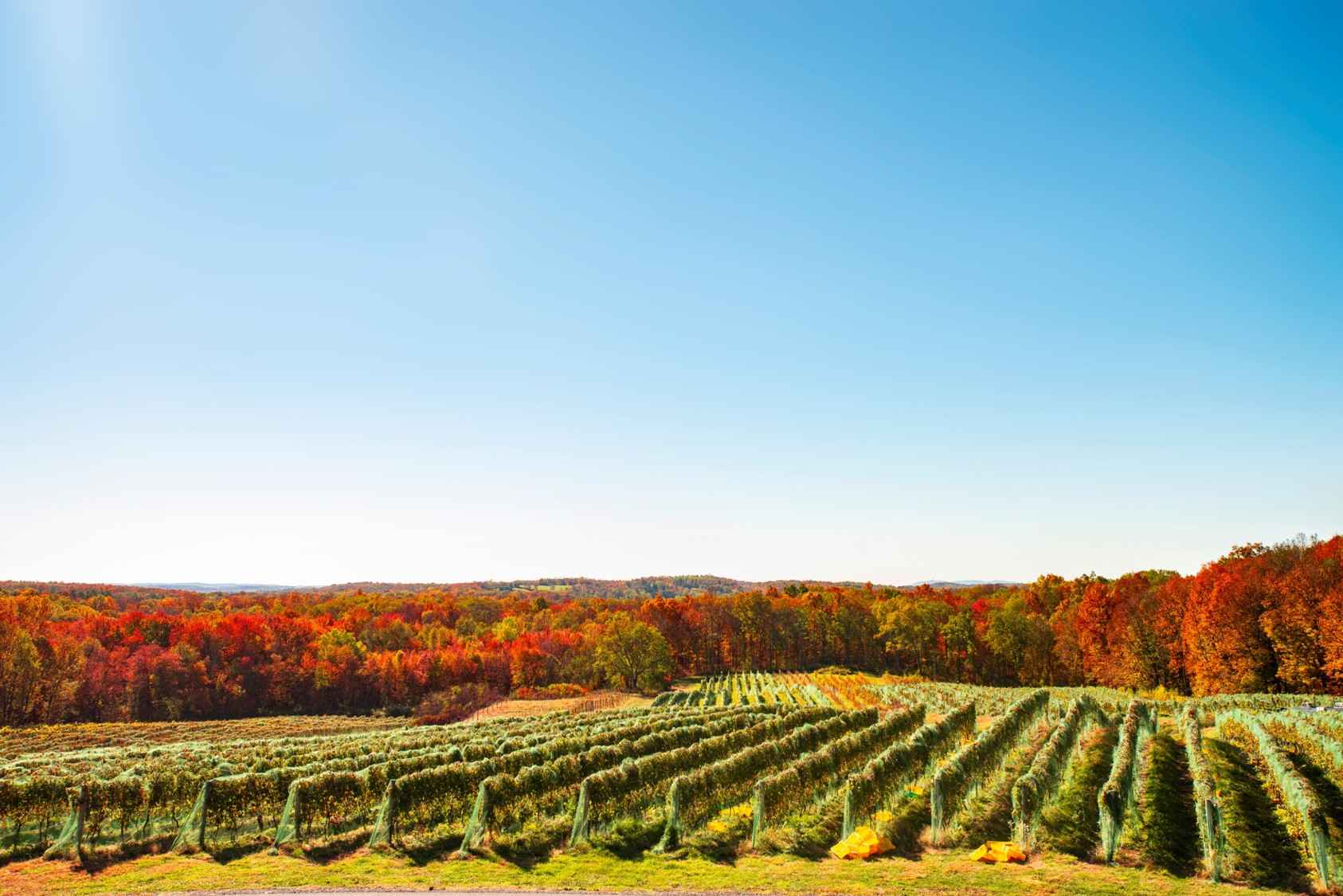 When to Visit NY Wineries 2 Stunning views of the Hudson Valley's rolling hills and vineyards greet visitors to Milea Estate Vineyard, one of the best NY wineries to visit year-round