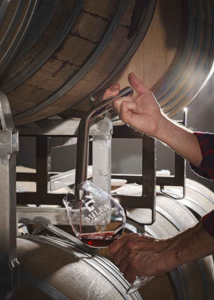 milea winery fall2025 winemaking 10